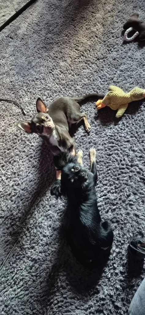 Freya & Loki Bangert